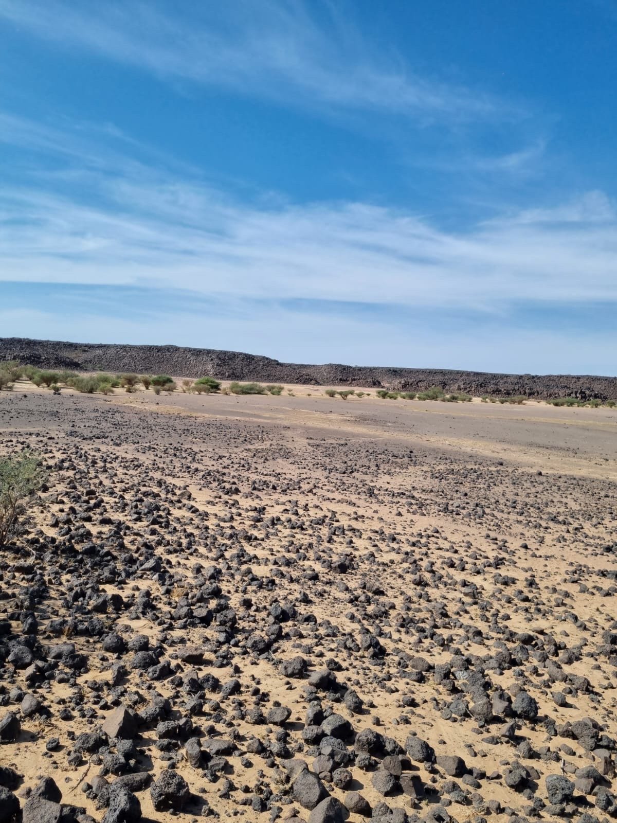 سواكن كنق الحلال