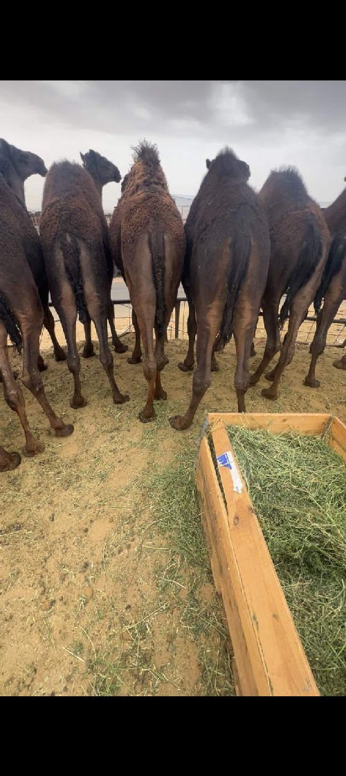 قعدان كفو للبيع