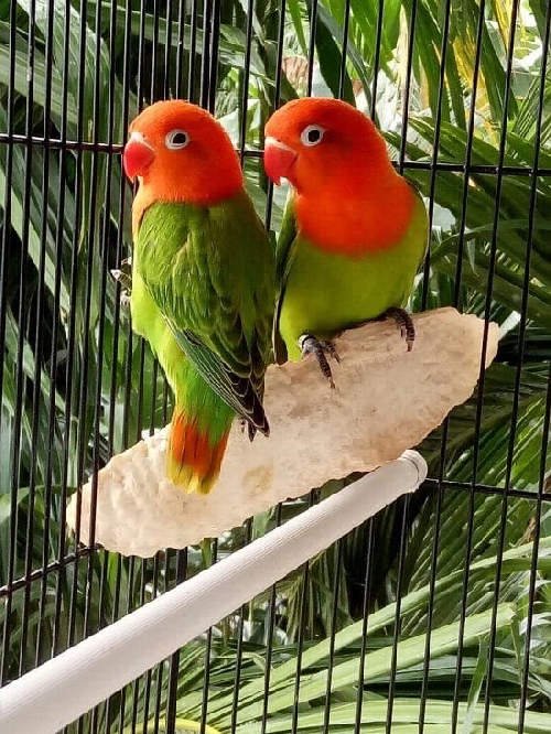 عصافير الحب