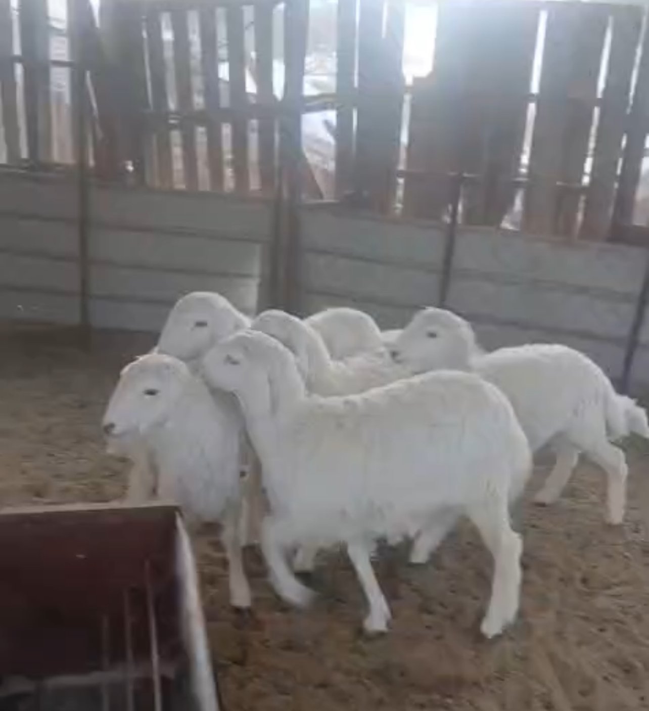 بدر طلال