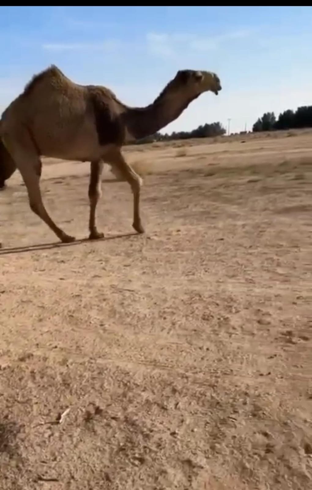 فريده ابوالعلا