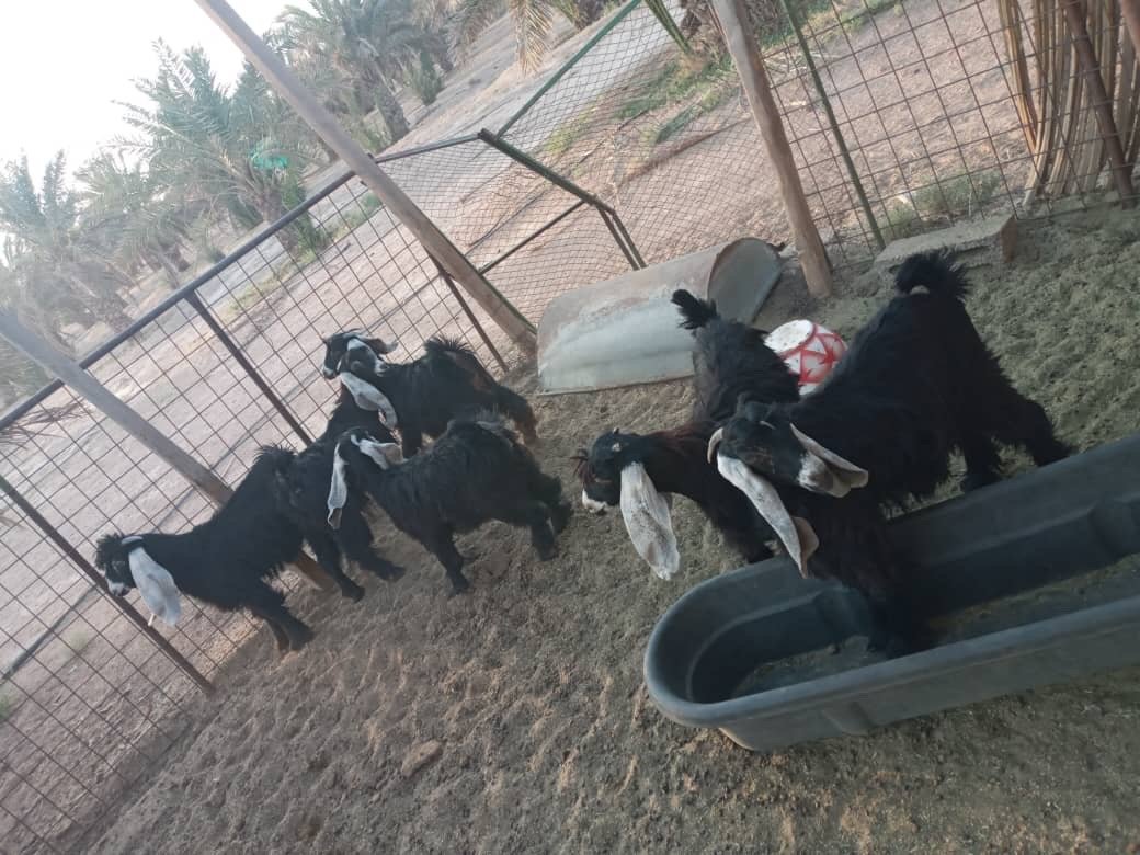 متجر الديري