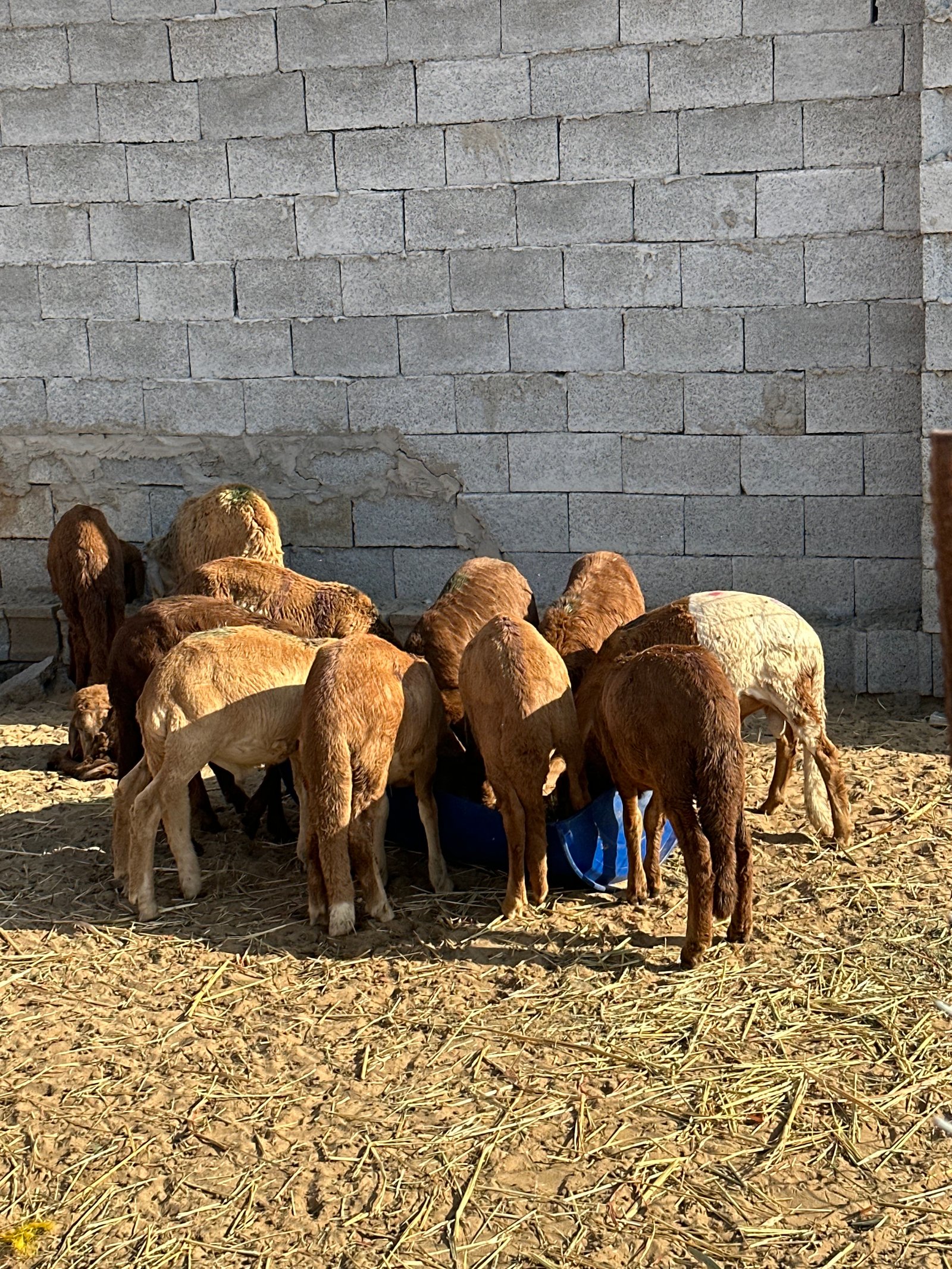 طليان ذبايح سواكني