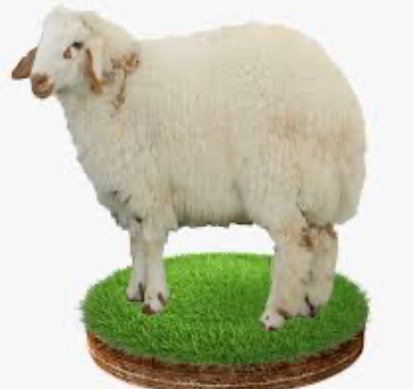 خرافي الصغار