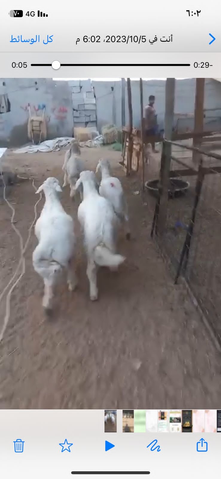 اغنام الجعيد