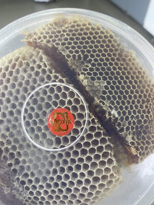 سلطان الهذلي